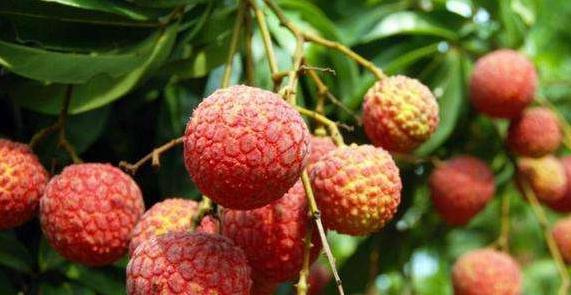 天下荔枝出中國 四個省份的荔枝最好吃,看看有沒有你家鄉