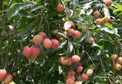 無核荔枝成了海南農(nóng)民的搖錢樹,售價最高達到每公斤98元