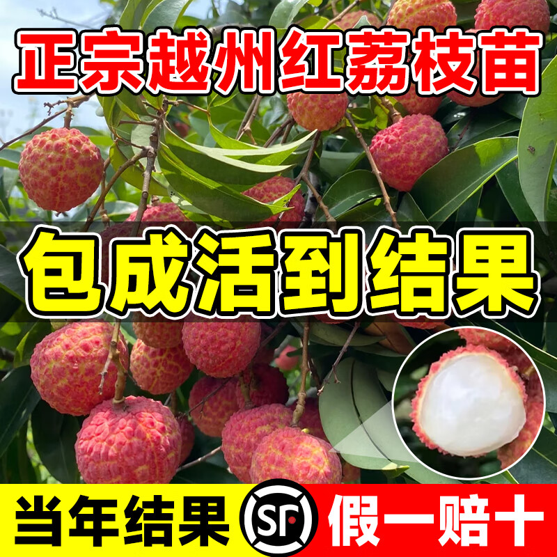 臨雅荔枝樹苗無核桂味果樹盆栽妃子笑嫁接水果樹苗糯米糍果苗仙進奉