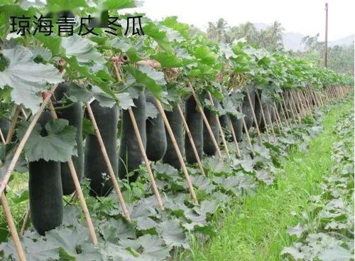 海南農(nóng)產(chǎn)品地理標(biāo)志登記保護(hù)再上新臺階