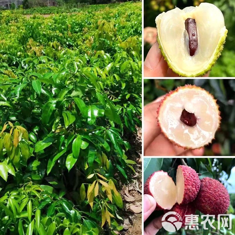 荔枝樹苗嫁接苗桂味荔枝無核荔枝妃子笑荔枝雞嘴荔笑早熟南方荔枝