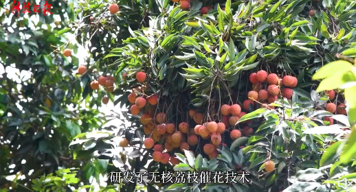 點贊!我國攻克吃荔枝的一個難題