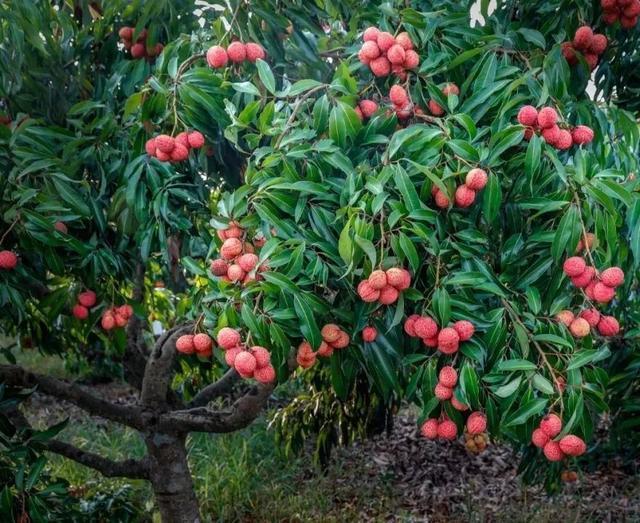 「并蒂紅無核荔枝」陸僑農(nóng)牧與藍(lán)田農(nóng)業(yè)瞄準(zhǔn)華東市場聯(lián)合推佳品