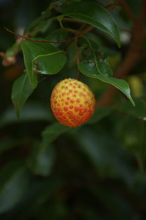 深圳特產(chǎn) 南山荔枝
