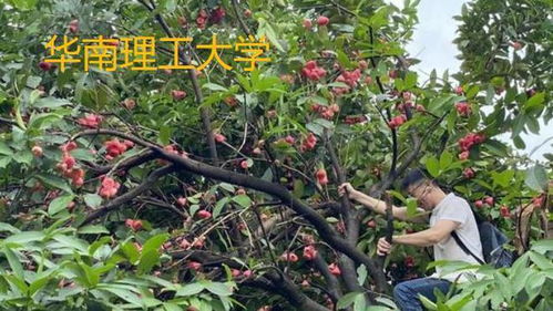 大學(xué)校園特產(chǎn)火了, 昌大的楊梅 深大的荔枝, 這不比招生簡章誘人