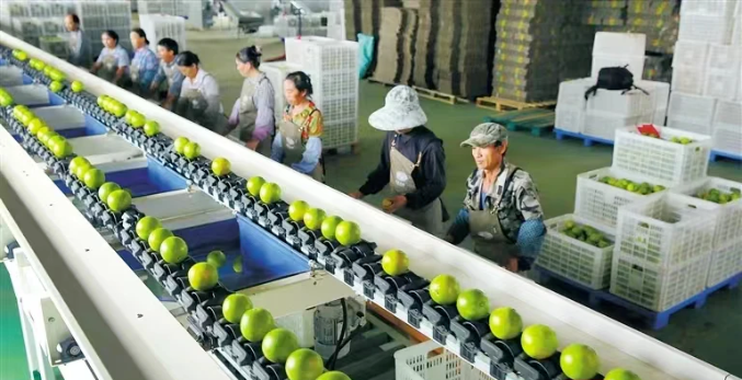 數(shù)字鄉(xiāng)村優(yōu)秀案例推廣①:澄邁縣&ldquo;特色品牌戰(zhàn)略助推高效農(nóng)業(yè)發(fā)展&rdquo;入選國家數(shù)字鄉(xiāng)村試點優(yōu)秀案例