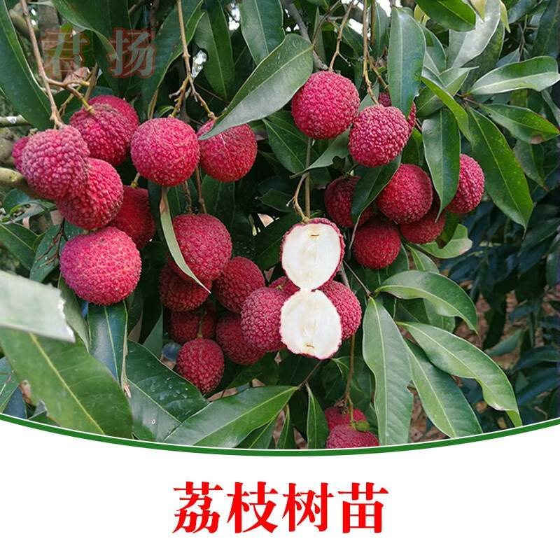 無核荔枝 從A4妃子笑到桂味糯米糍的品種探索